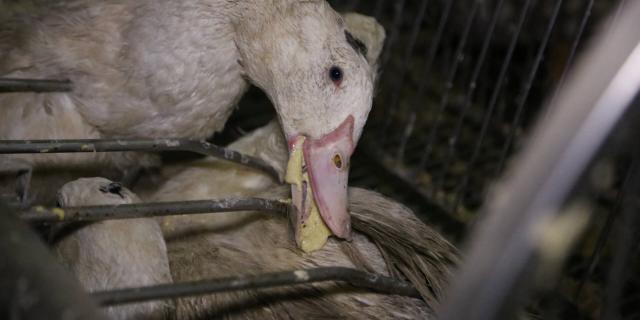 Ban foie gras