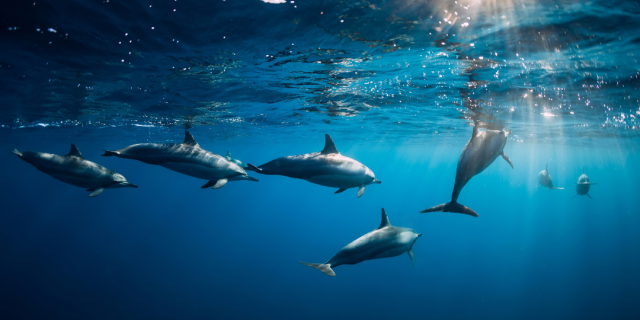 free dolphins swimming in the sea