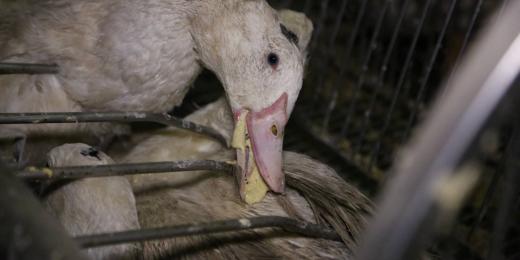 Ban foie gras