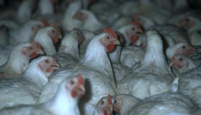 Better Chicken Commitment