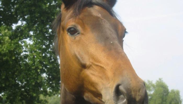 Paard