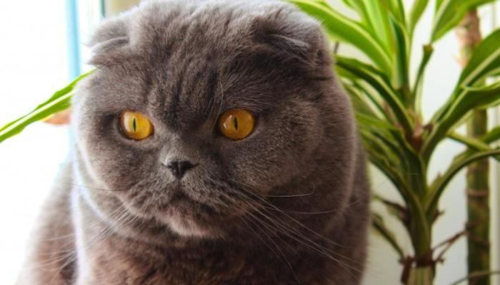 Kat GAIA