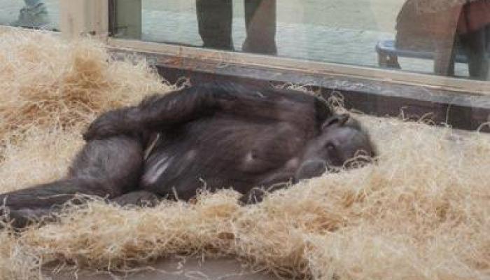 Michel Vandenbosch bij chimpansee Maaike