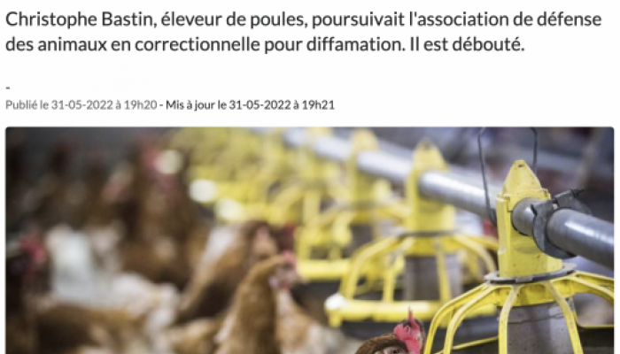 Poules 