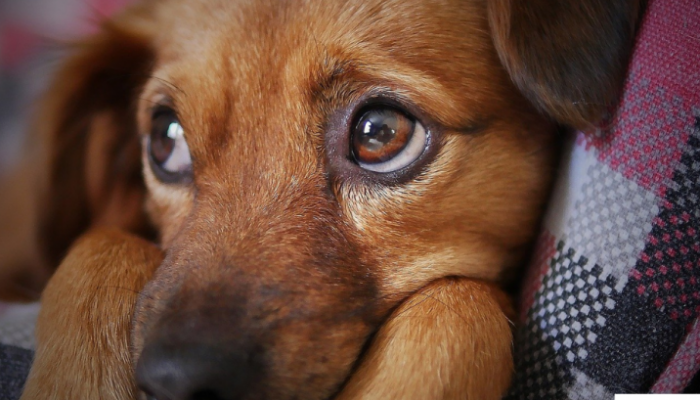 Chien