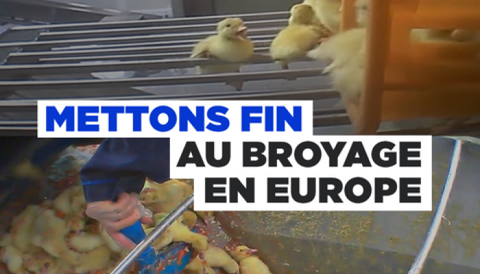 Broyage poussins