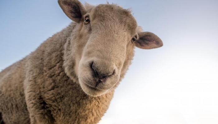 Mouton
