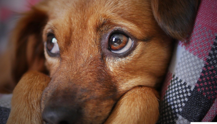 Hond