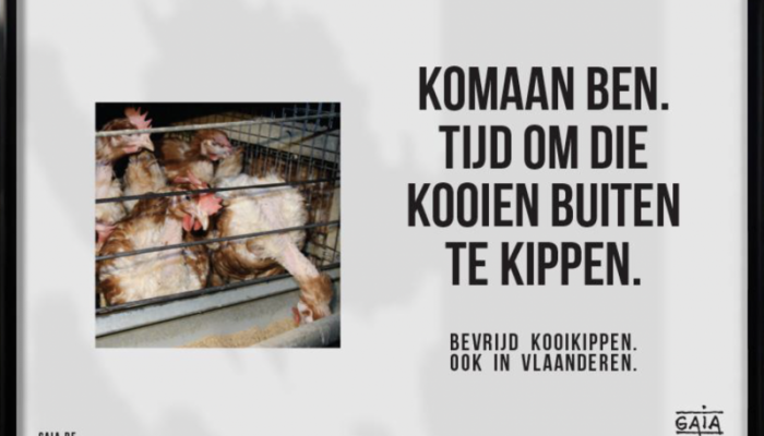 kooikippen
