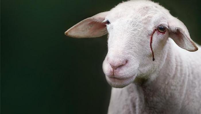 Mouton larme