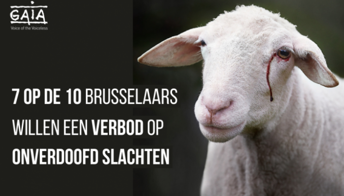 Onverdoofd slachten