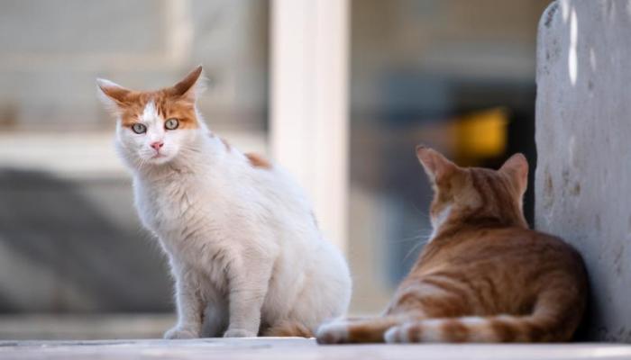 Chats