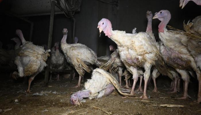 Turkeys