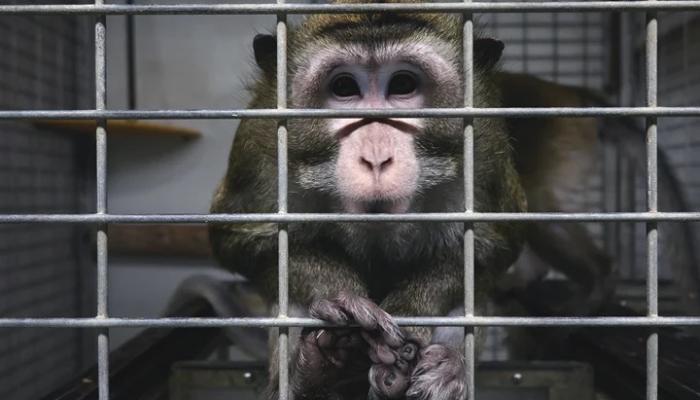 singe