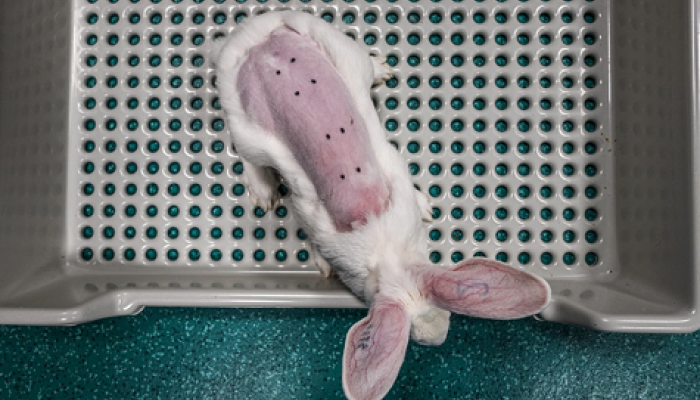 Dierproef voor cosmetica credit We Animals