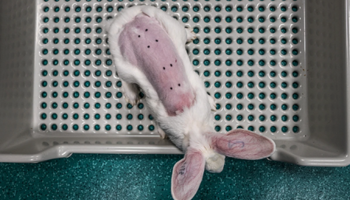 Tests pour cosmétiques c We Animals 
