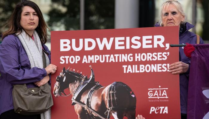 Manifestation Budweiser