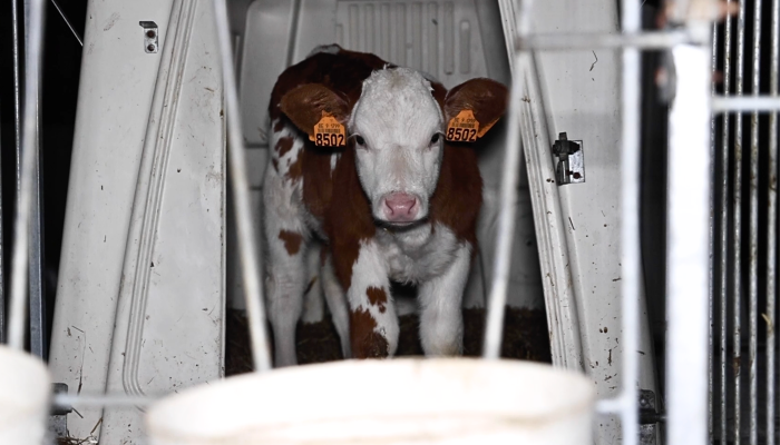 Calf in a hut