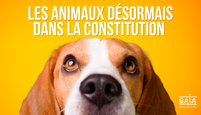 Chien sur fond jaune