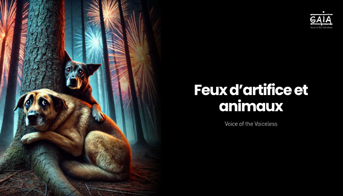 feux d'artifice et animaux