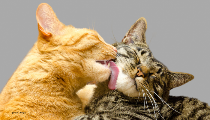 chats