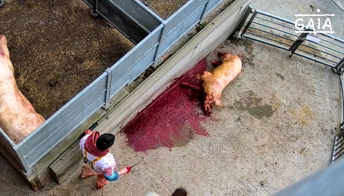cochon