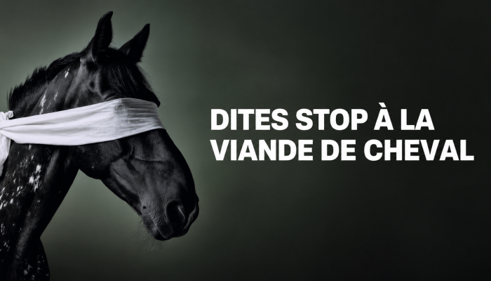Viande de cheval