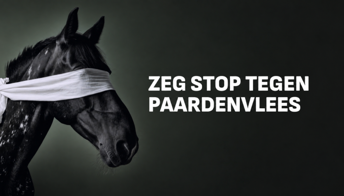 Paardenvlees