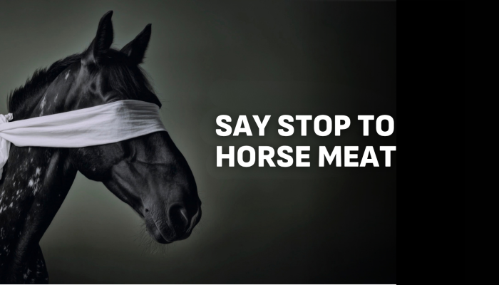horse meat