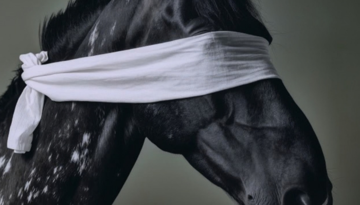 paardenvlees