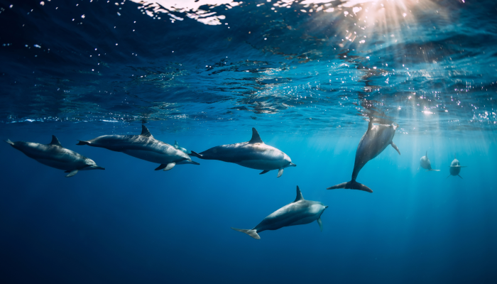 dauphins
