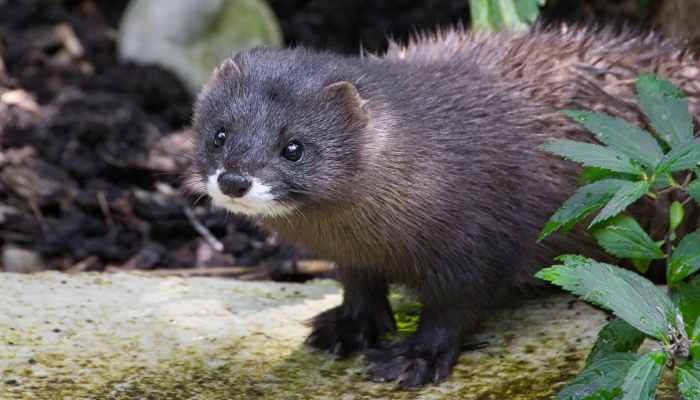 fur
