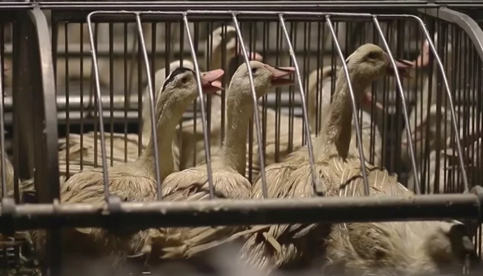 Les Fédérations Horeca Wallonie et Flandre ouvertes au foie gras produit sans  gavage