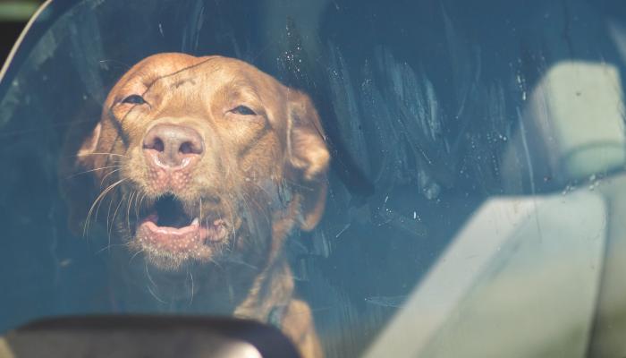 Ne laissez jamais votre chien dans la voiture par temps chaud