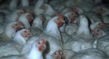 Better Chicken Commitment