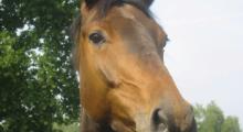 Paard