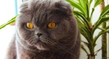 Kat GAIA