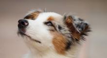 Happy Dogs