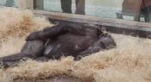 Michel Vandenbosch bij chimpansee Maaike