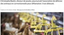 Poules 