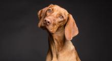 Chien