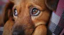 Chien