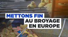 Broyage poussins