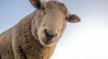 Mouton