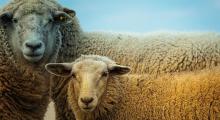 Moutons