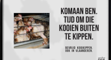 kooikippen