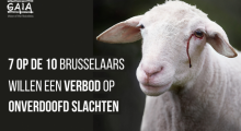 Onverdoofd slachten