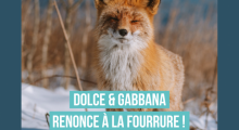 Renard