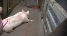 Porc
