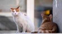 Chats